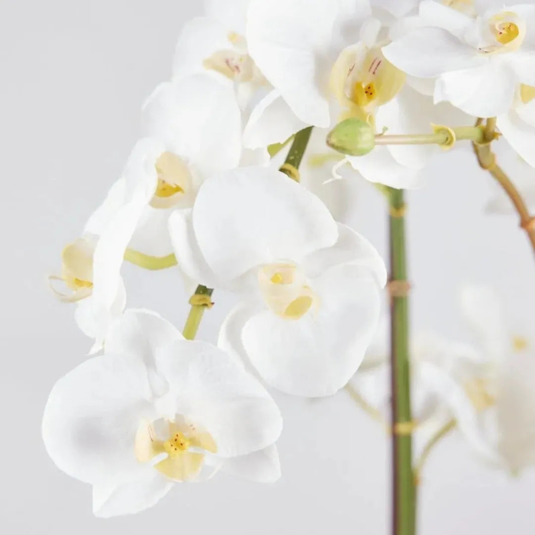 arranjo-de-orquidea-branca-artificial