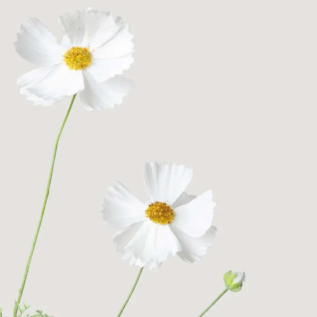 flor-artificial-cosmos-margarida-silvestre-branca