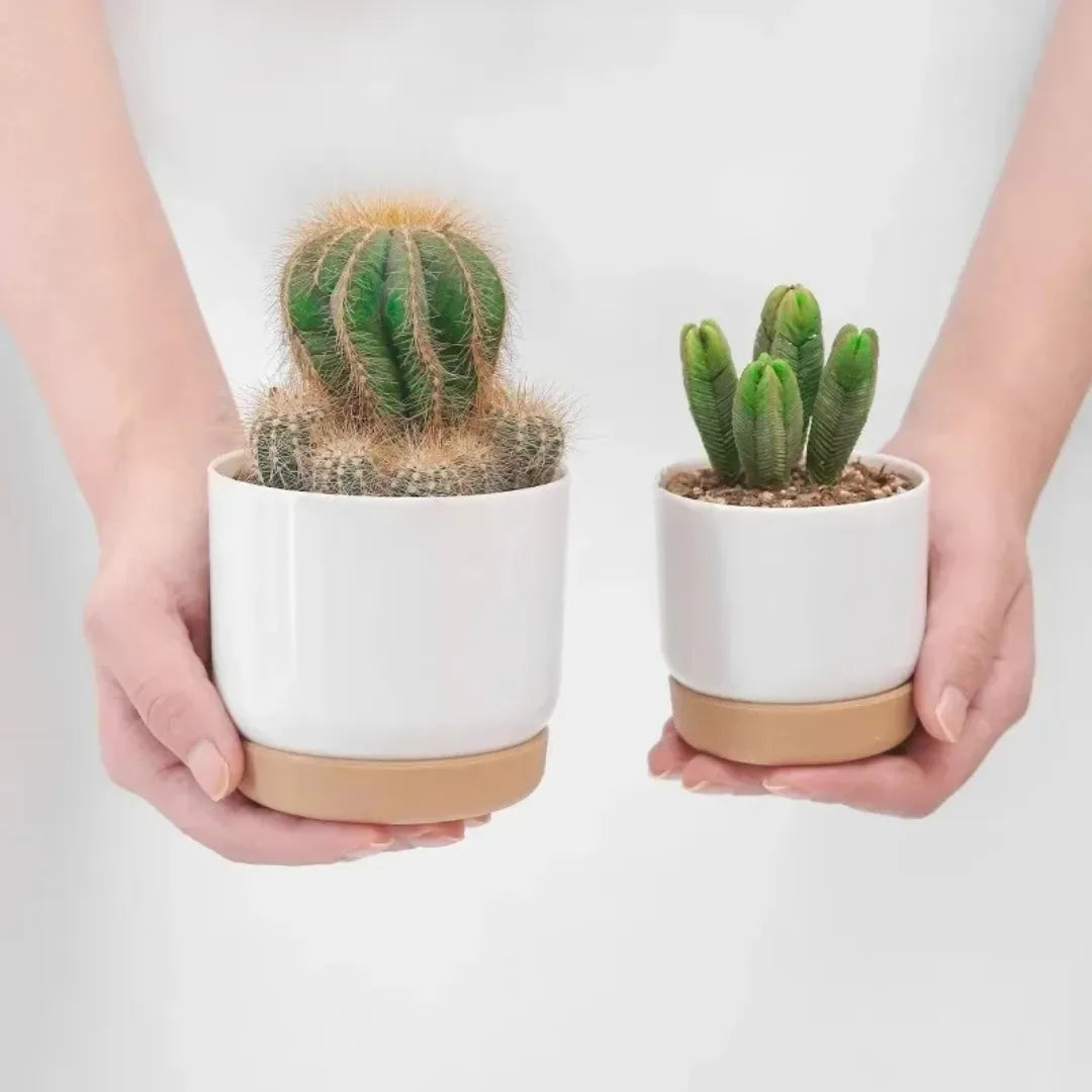 vaso-de-planta-dupla-camada-removivel-pequeno