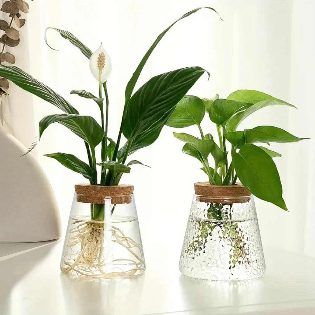 vaso-de-planta-hidroponico-em-vidro