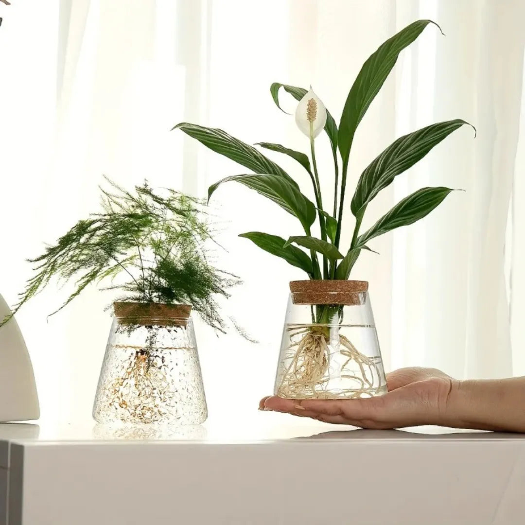 vaso-de-planta-hidroponico-em-vidro